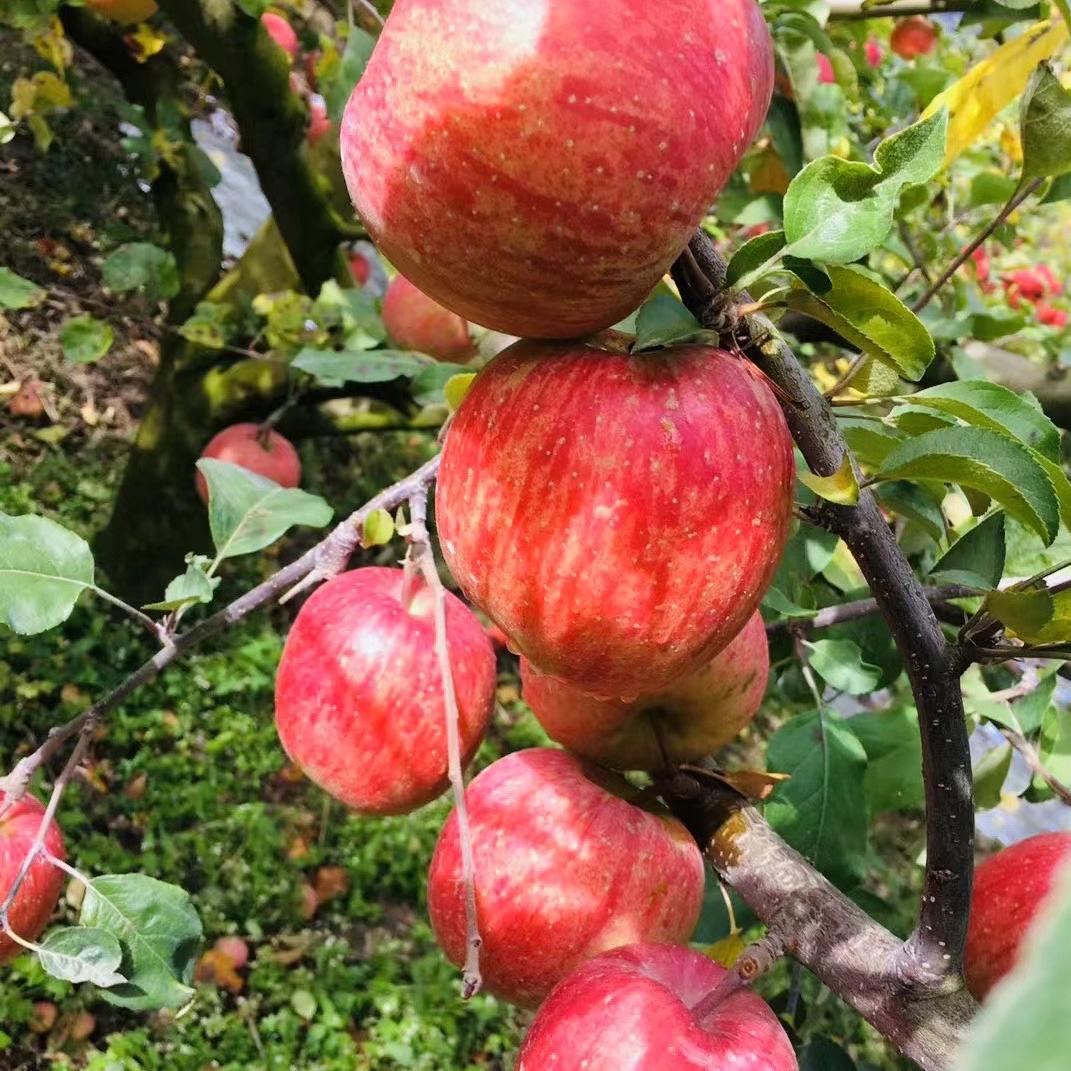 四川阿坝茂县高山冰糖心苹果脆甜不打蜡高山天然雪水灌溉应季水果