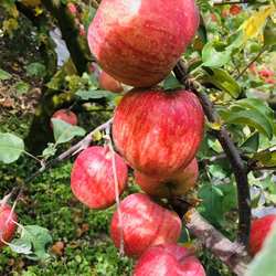 四川阿坝茂县高山冰糖心苹果脆甜不打蜡高山天然雪水灌溉应季水果