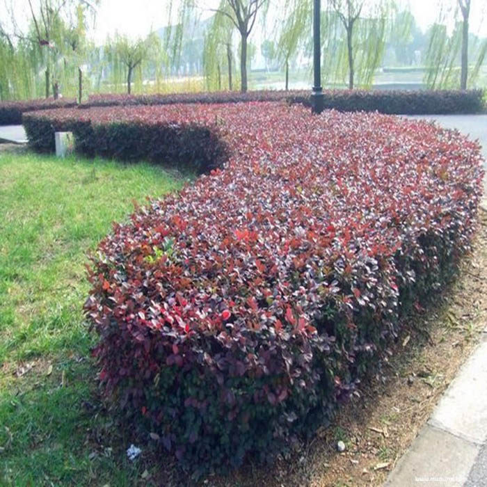 苗圃红花继木小苗树苗绿篱花坛花卉植物庭院四季常青绿化苗木