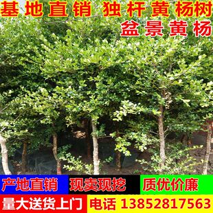 小叶黄杨树苗独杆黄杨苗 盆栽瓜子黄杨苗 高杆黄杨盆景树桩素材苗