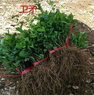 四季常青绿化苗木卫矛小苗 冬青卫矛 卫矛苗 胶东卫矛苗 扦插苗