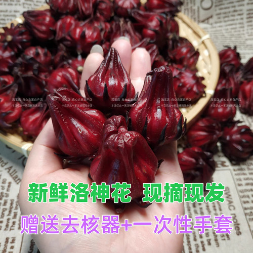 新鲜现摘洛神花广西红桃K果玫瑰茄落神花 泡酒泡水做果酱鲜花果茶