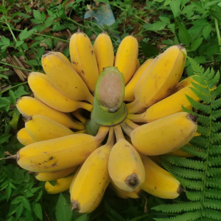 广西苹果蕉新鲜香蕉正宗粉蕉奶蕉蛋蕉4 6月中旬后特大果 5月中果
