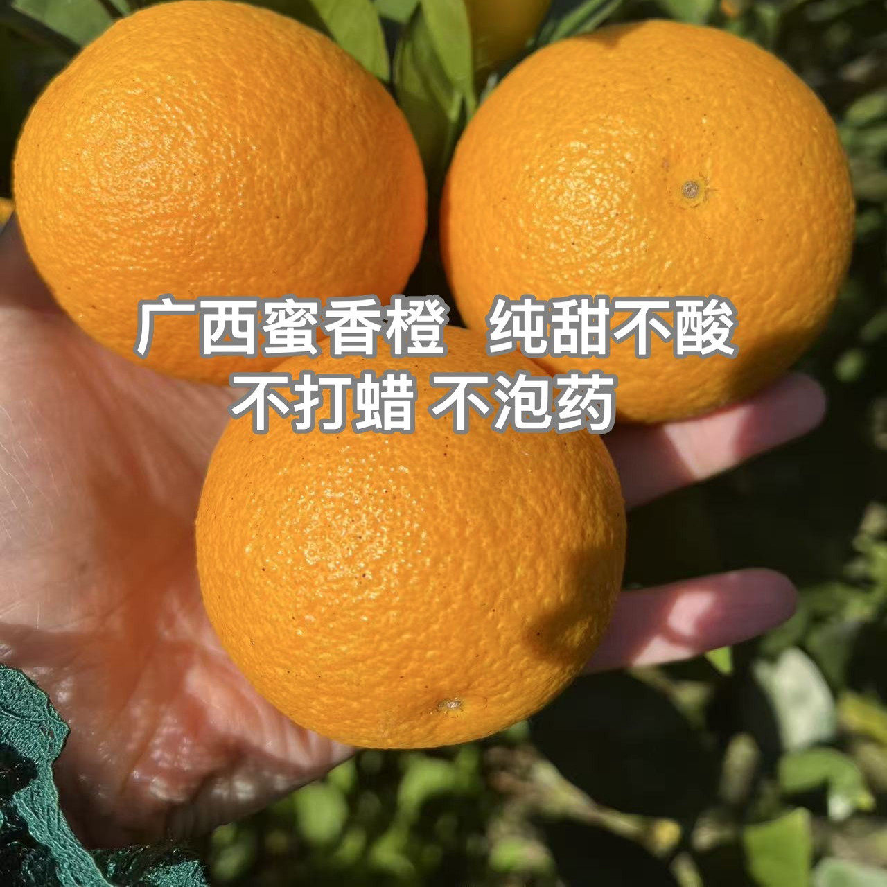 广西蜜香橙子新鲜水果现摘现发纯甜不酸蜜橘橙子桔子香蜜橙冰糖橙,水产肉类/新鲜蔬果/熟食,桔子,淘宝优惠券,粉丝福利购,淘宝优惠卷