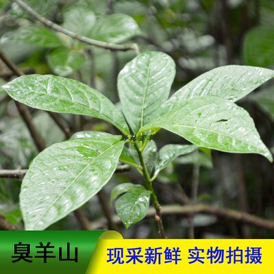 贵州原生态臭常山臭羊山臭苗中草药大山羊大骚羊栀子黄散装