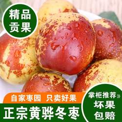 黄骅冬枣河北沧州脆甜冬枣大红枣新鲜孕妇儿童水果5斤顺丰包邮