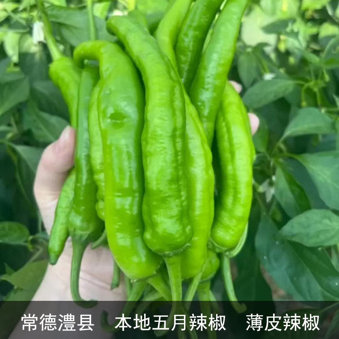 湖南常德澧县本地新鲜青辣椒薄皮辣椒农家自种五月青辣椒现摘现发