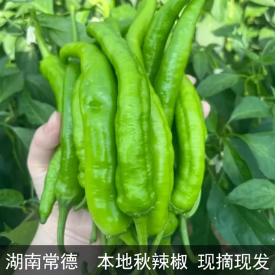 湖南本地薄皮辣椒微辣现摘现发