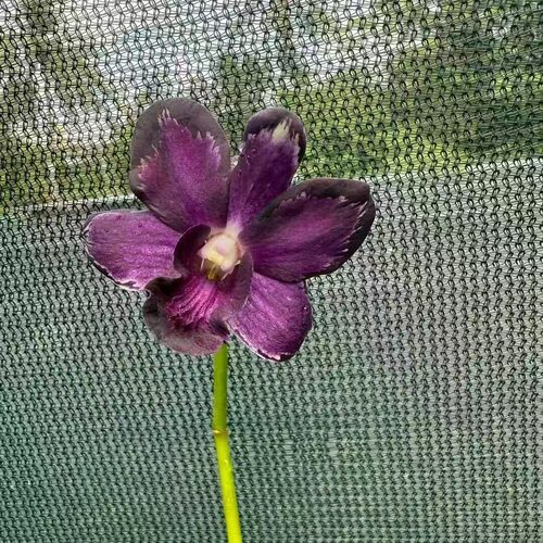 雅韵堂阳台花园泼墨石斛兰花