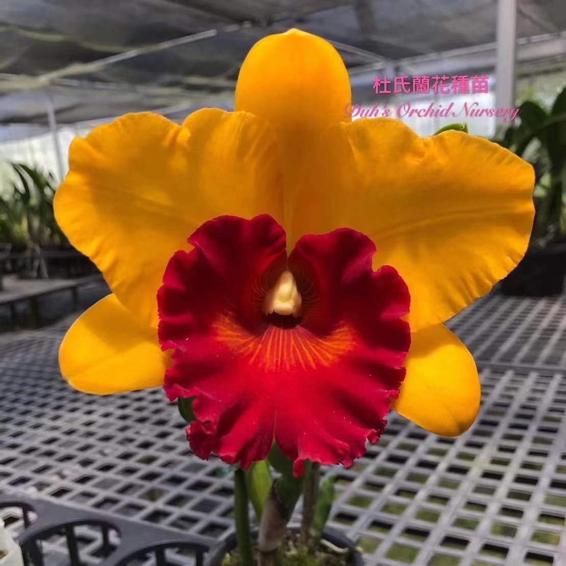 雅韵堂兰花阳台包邮大花卡特兰香