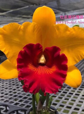 番茄雅韵堂Rlc. Duh's Treasure ‘Sweetheart’甜心大花卡特兰花