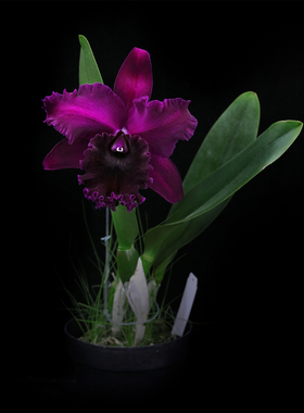 番茄雅韵堂Rlc. Chialin ‘Black Flower’黑金刚大花卡特兰花