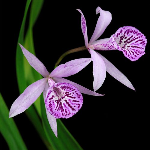 雅韵堂阳台花园清香勤花卡特兰花