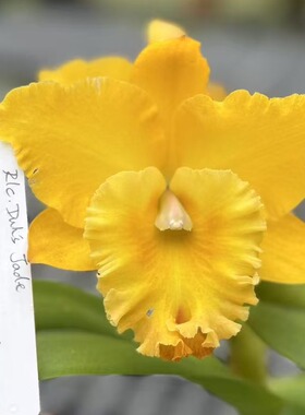 番茄雅韵堂Rlc.Duh's Jade杜氏金碧0209D卡特兰花洋兰