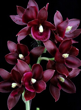 番茄雅韵堂(Cyc. Wine Delight x Ctsm. pileatum ) 雁来红飘唇兰