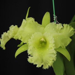 番茄雅韵堂Rlc.Vigour Greenkit‘Green silk斯洛克大花卡特兰花