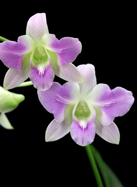 番茄雅韵堂Den.Cat King‘Kitty’凯迪猫变异秋石斛兰花