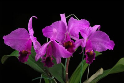 原种卡特兰阳台花园包邮兰花浓香