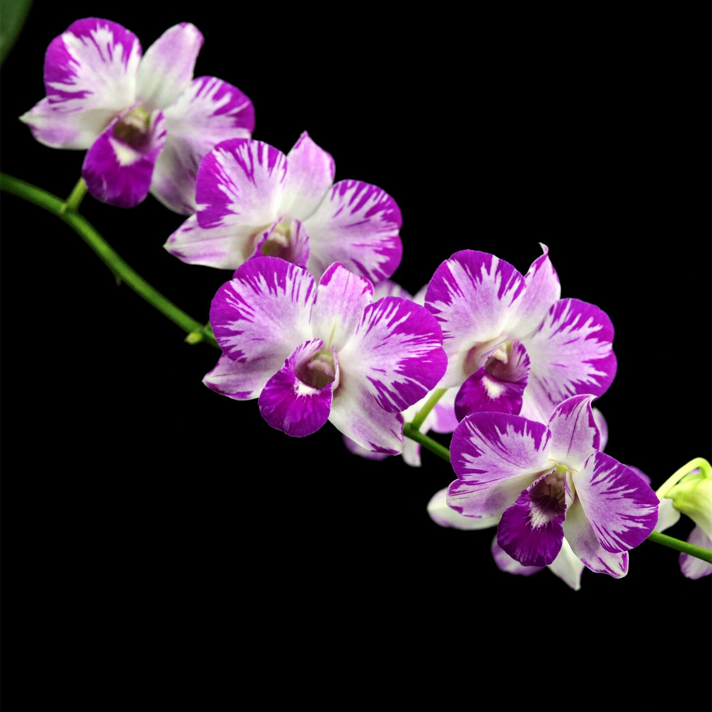 雅韵堂勤花阳台花园泼墨石斛兰花