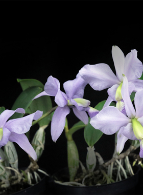 番茄雅韵堂C. Brazilian Jewel coerulea蓝色巴西宝石卡特兰花