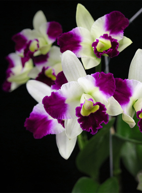 番茄雅韵堂 Rth. Chuang Tung Hsiang 'Shinfong'新丰宝贝卡特兰