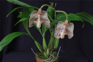 番茄雅韵堂Coryanthes bicalcarata 蜜卡卡拉达吊桶兰花稀有兰花