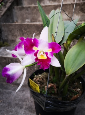 番茄雅韵堂实生苗选株2019-P-5粉底红插角黄眼人脸花卡特兰花洋兰