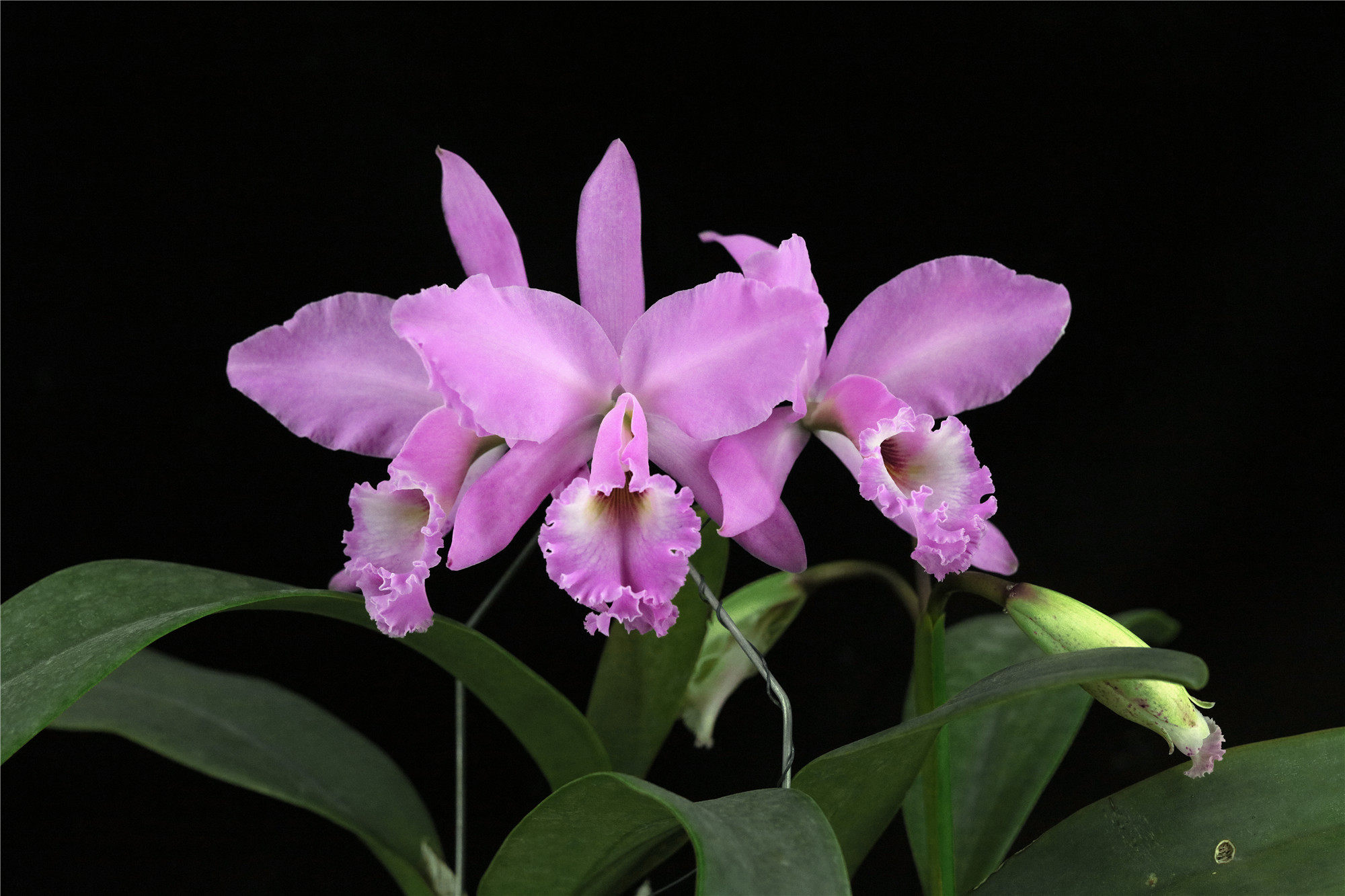 c. labiata fma.concolor‘雅韵堂#1’同色拉比原种卡特兰花洋兰