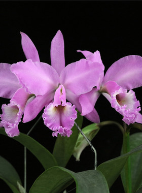 c. labiata fma.concolor‘雅韵堂#1’同色拉比原种卡特兰花洋兰