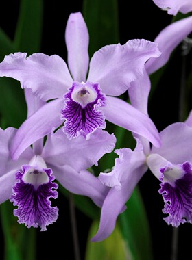 番茄雅韵堂L. lobata 'Maria Christina玛丽亚蓝色罗巴塔卡特兰花
