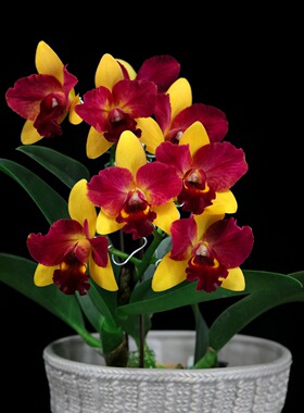 番茄雅韵堂Ctt. Chief Sunny ‘Orange Beauty ‘橘美中矮卡特兰