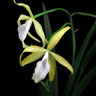 番茄雅韵堂Brassocattleya Survivor's Star 希望之星卡特兰花