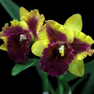 雅韵堂兰花阳台顺丰浓香卡特兰