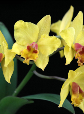 Shinfong Little Love  X  Barefoot Mailman可爱邮差卡特兰花