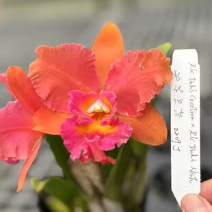 番茄雅韵堂杜氏心动0209J卡特兰花洋兰香