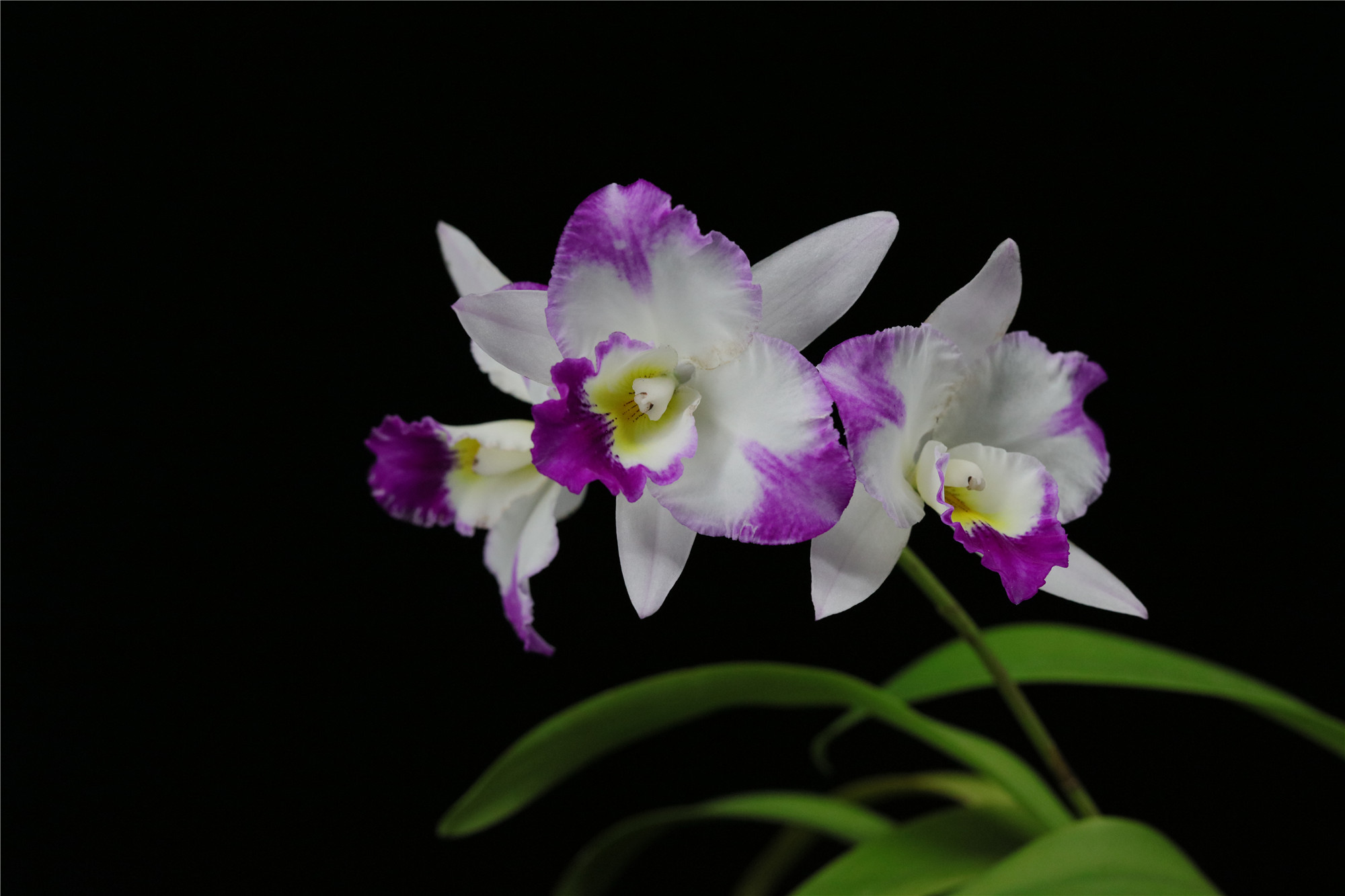 雅韵堂兰花阳台包邮易养卡特兰