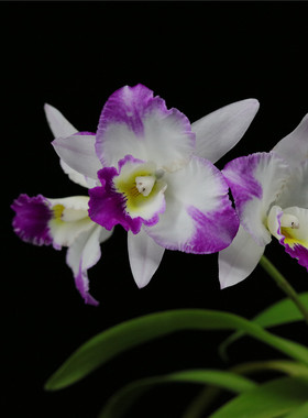 番茄雅韵堂VillageChiefParfum‘Splashing’ 泼墨贵夫人卡特兰花