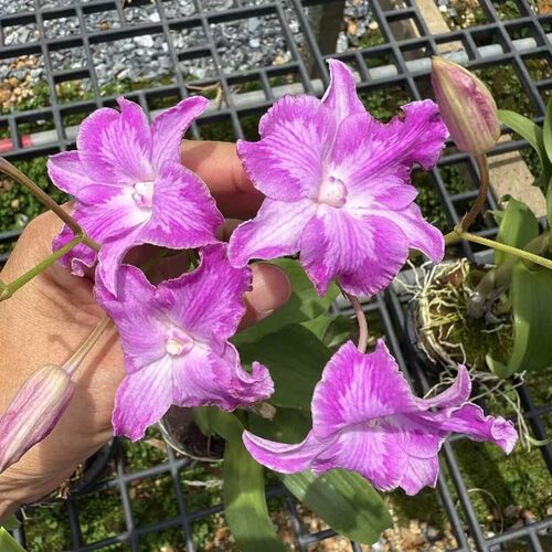雅韵堂阳台大花三唇瓣泼墨石斛兰