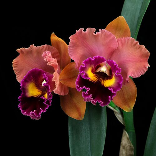 番茄雅韵堂大花卡特兰包邮阳台香