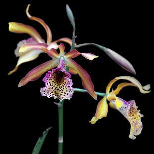 法国狐狸卡特兰花洋兰 Fox 番茄雅韵堂Myrmecatavola Frances