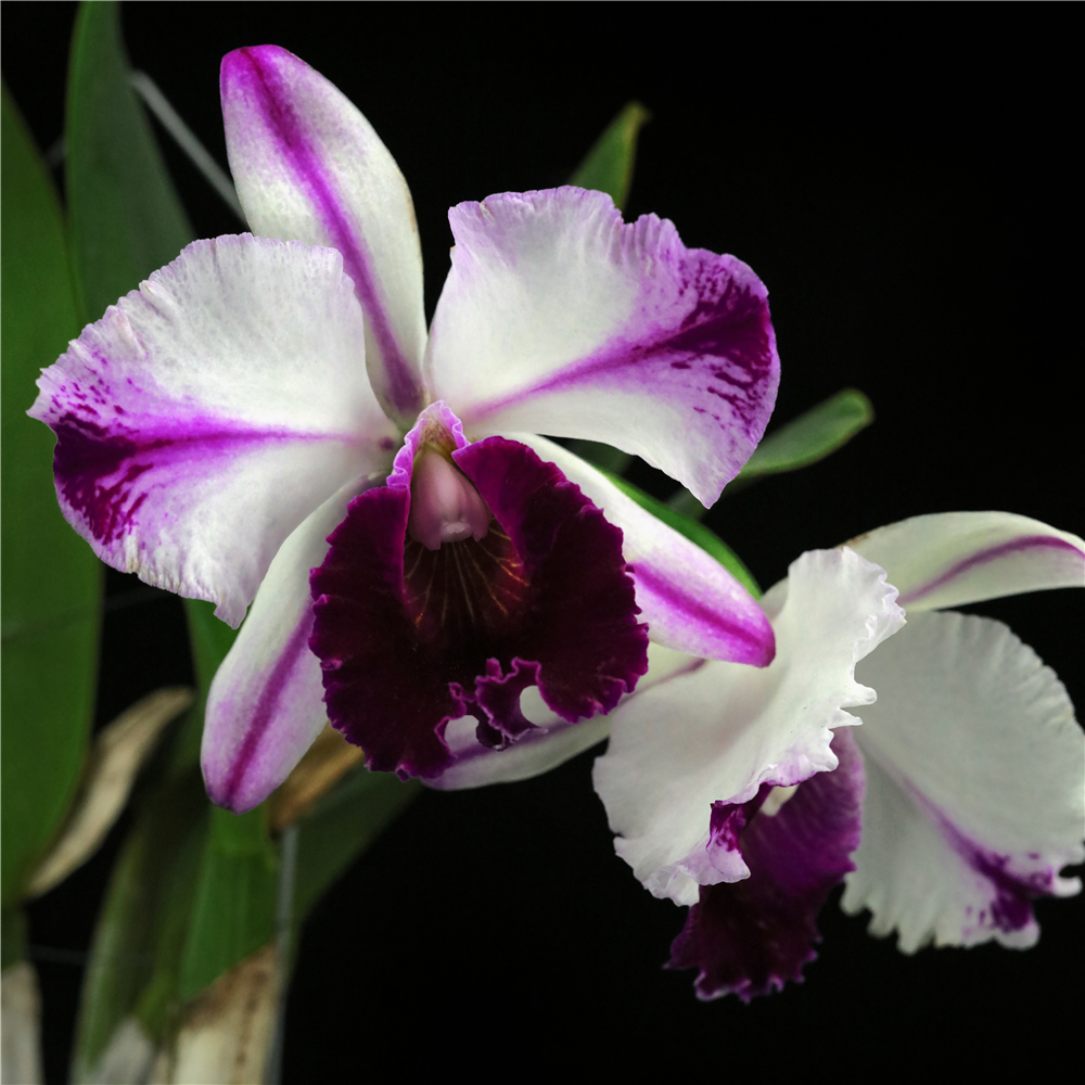 香 Rlc.Kuwale Gem 'White-Sward Hero'白剑英 卡特兰 兰花 洋兰