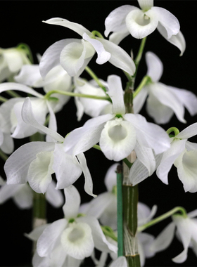番茄雅韵堂Den.nobile fma.alba白素金钗原种春石斛兰花洋兰清香