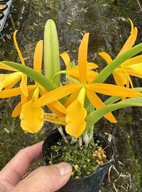 番茄雅韵堂 Cah. Hsinying Naranja 阳光中矮卡特兰花洋兰勤花