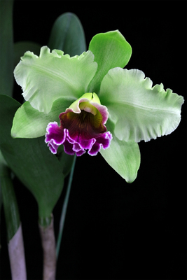 勤花兰花雅韵堂阳台花园包邮浓香