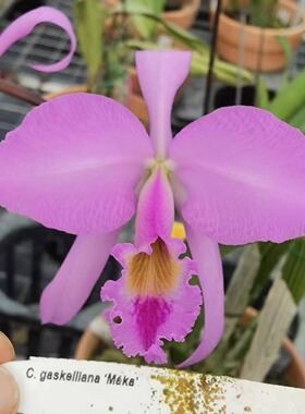 番茄雅韵堂C. gaskelliana‘maka’玛卡嘎斯大花原种卡特兰花洋兰