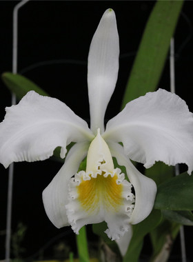 番茄雅韵堂 c. mossiae alba白花黄喉莫西埃原种卡特兰兰花洋兰