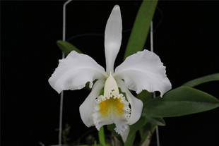 番茄雅韵堂 c. mossiae alba白花黄喉莫西埃原种卡特兰兰花洋兰