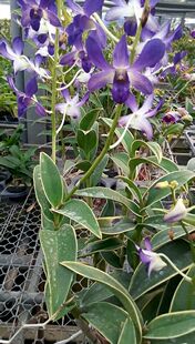 番茄雅韵堂Den. Blue Violetta维奥莱塔叶艺深蓝色石斛兰花洋兰