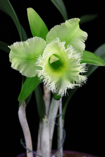 Cheese 番茄雅韵堂Rlc. Moon 苹果派勤花阳台卡特兰花 Orglade