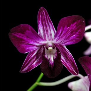 番茄雅韵堂 Earsukul splashii ‘碧血剑’泼墨石斛兰花洋兰 Den.